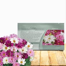 Image result for Cosmos bipinnatus `Double Click`