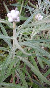 Attēlu rezultāti vaicājumam “Anaphalis margaritacea leaf”