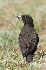 Image result for Melanocorypha yeltoniensis