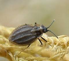 Attēlu rezultāti vaicājumam “Acalypta carinata”