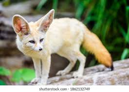 Attēlu rezultāti vaicājumam “Vulpes zerda”