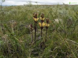 Attēlu rezultāti vaicājumam “Pedicularis sceptrum-carolinum flower”