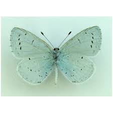 Attēlu rezultāti vaicājumam “Celastrina argiolus”