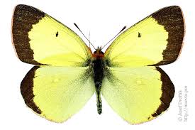 Attēlu rezultāti vaicājumam “Colias palaeno male”