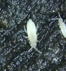 Attēlu rezultāti vaicājumam “Collembola”