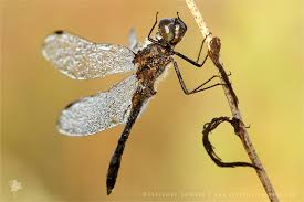 Attēlu rezultāti vaicājumam “Sympetrum danae”