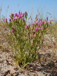 Attēlu rezultāti vaicājumam “Centaurium littorale”