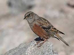 Image result for Prunella collaris