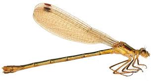 Attēlu rezultāti vaicājumam “Lestes dryas female”