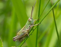 Attēlu rezultāti vaicājumam “Omocestus viridulus”