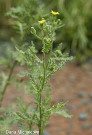 Attēlu rezultāti vaicājumam “Senecio viscosus flower”