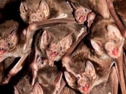 Image result for Vampire Batters