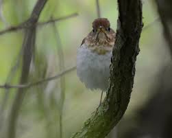 Image result for Catharus fuscescens