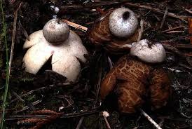 Attēlu rezultāti vaicājumam “Geastrum rufescens”