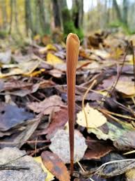 Attēlu rezultāti vaicājumam “Macrotyphula fistulosa”