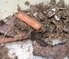 Attēlu rezultāti vaicājumam “Mellicta athalia larva”