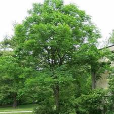 Attēlu rezultāti vaicājumam “Gymnocladus dioicus”