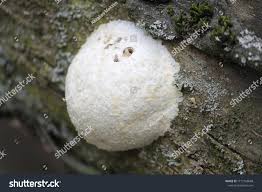 Attēlu rezultāti vaicājumam “Reticularia sp.”