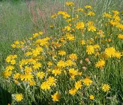 Attēlu rezultāti vaicājumam “Crepis tectorum”