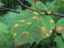 Attēlu rezultāti vaicājumam “Gymnosporangium sp.”