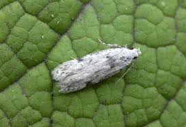 Attēlu rezultāti vaicājumam “Carpatolechia alburnella”