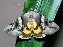 Attēlu rezultāti vaicājumam “Catocala fulminea”