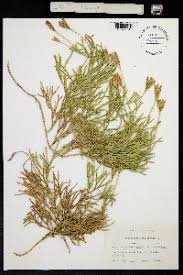 Attēlu rezultāti vaicājumam “Diphasium complanatum”