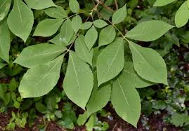 Attēlu rezultāti vaicājumam “Carya ovata leaf”