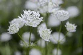 Attēlu rezultāti vaicājumam “Astrantia major”