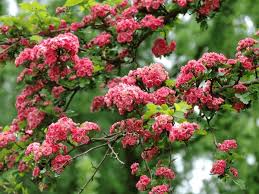 Attēlu rezultāti vaicājumam “Crataegus laevigata flower”