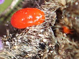 Attēlu rezultāti vaicājumam “Erebia aethiops underside”