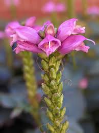 Attēlu rezultāti vaicājumam “Plantaginaceae”