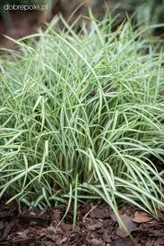 Attēlu rezultāti vaicājumam “Carex ornithopoda”