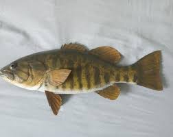 Image result for Micropterus dolomieu