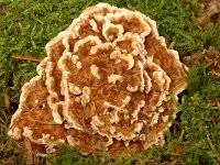 Attēlu rezultāti vaicājumam “Merismodes anomala”