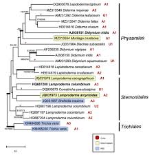 Attēlu rezultāti vaicājumam “Diderma testaceum spores”