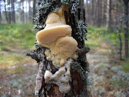 Attēlu rezultāti vaicājumam “Diplomitoporus flavescens”