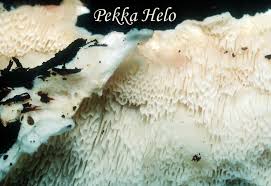 Attēlu rezultāti vaicājumam “Postia undosa”