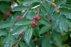 Attēlu rezultāti vaicājumam “Lonicera tatarica fruit”