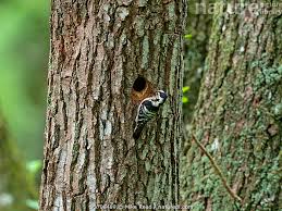 Attēlu rezultāti vaicājumam “Dendrocopos minor”