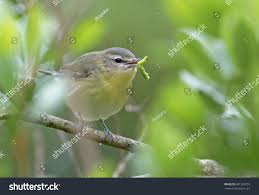 Image result for Vireo philadelphicus