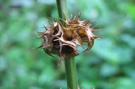 Attēlu rezultāti vaicājumam “Leonurus cardiaca flower”
