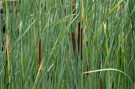 Attēlu rezultāti vaicājumam “Typha angustifolia”
