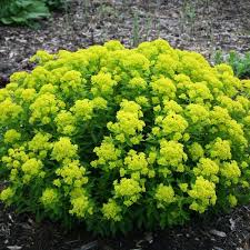 Attēlu rezultāti vaicājumam “Euphorbia palustris”