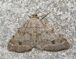 Attēlu rezultāti vaicājumam “Macaria signaria”