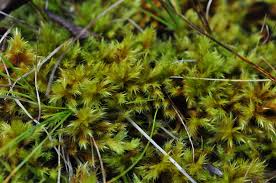 Attēlu rezultāti vaicājumam “Tomentypnum nitens”