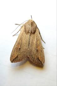 Attēlu rezultāti vaicājumam “Mythimna sp.”