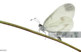 Attēlu rezultāti vaicājumam “Leptidea sinapis”