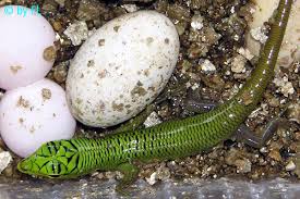 Risultati immagini per dasia smaragdina