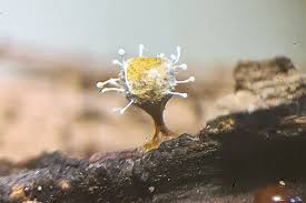 Attēlu rezultāti vaicājumam “Polycephalomyces tomentosus”